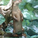 200px-Otter-in-France